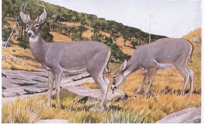 Venado cola blanca de Arizona, pequeño y elusivo con un pelaje marrón oxidado en verano de Louis Agassiz Fuertes